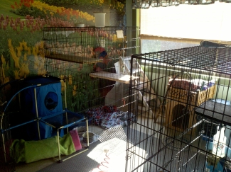 Anita's Puppy Palace