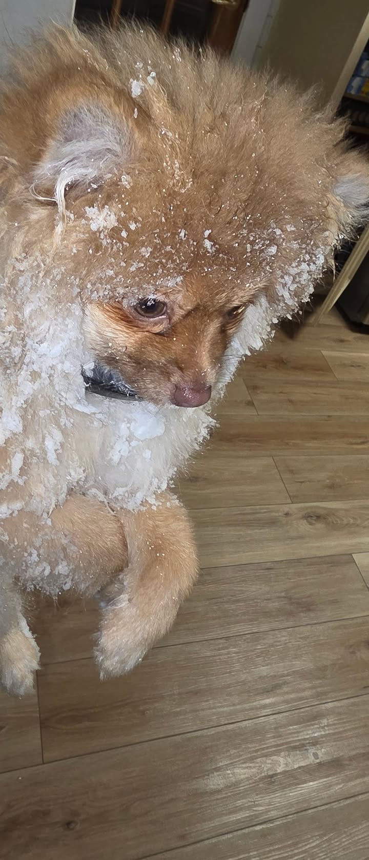 Anita’s Puppy Palace Mobile Pet Grooming And Boarding Kennels