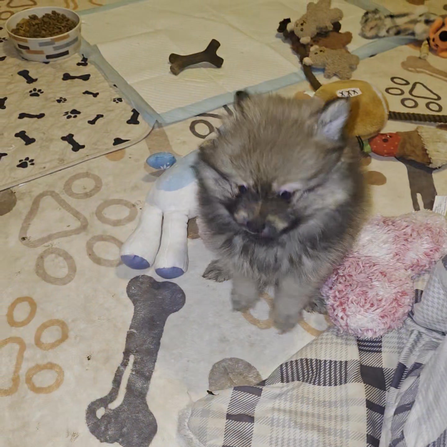 Anita’s Puppy Palace Mobile Pet Grooming And Boarding Kennels