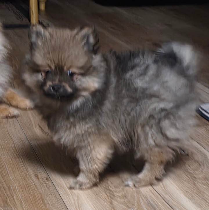 Anita’s Puppy Palace Mobile Pet Grooming And Boarding Kennels