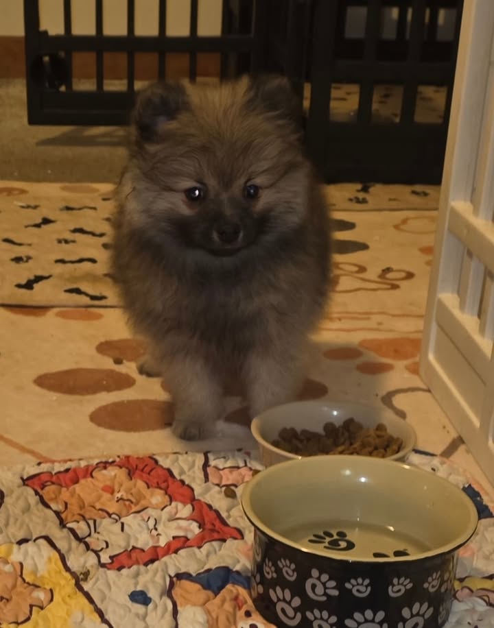 Anita’s Puppy Palace Mobile Pet Grooming And Boarding Kennels