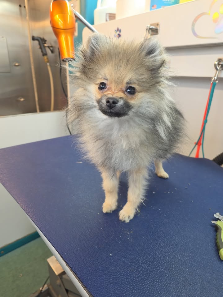 Anita’s Puppy Palace Mobile Pet Grooming And Boarding Kennels