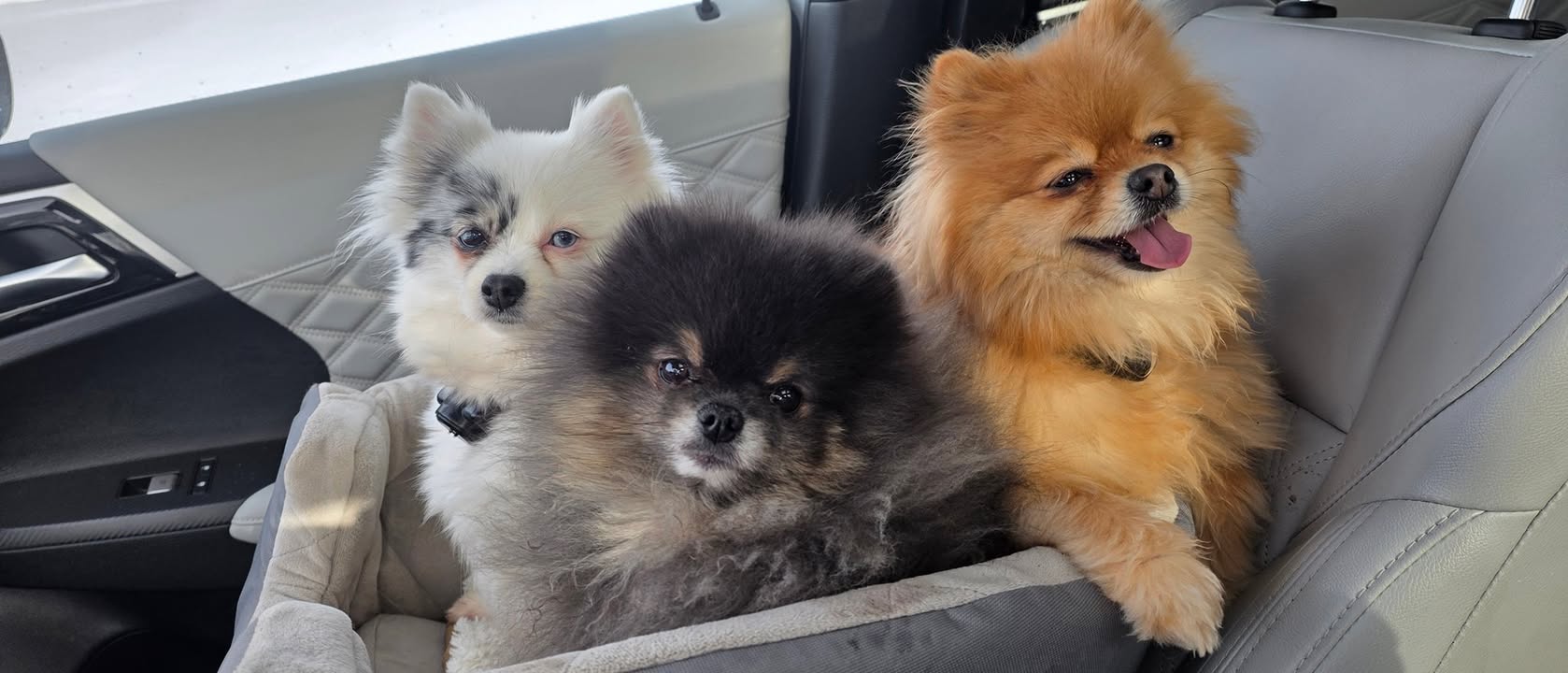 Anita’s Puppy Palace Mobile Pet Grooming And Boarding Kennels