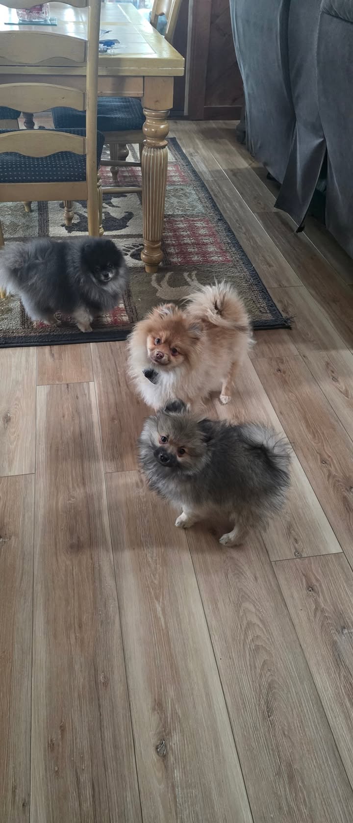 Anita’s Puppy Palace Mobile Pet Grooming And Boarding Kennels