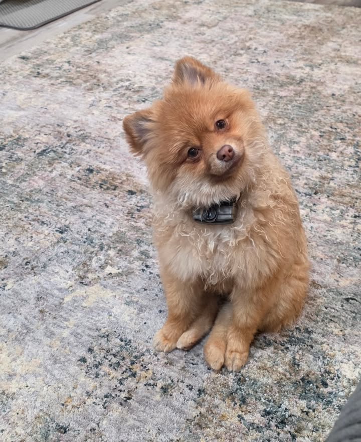 Anita’s Puppy Palace Mobile Pet Grooming And Boarding Kennels