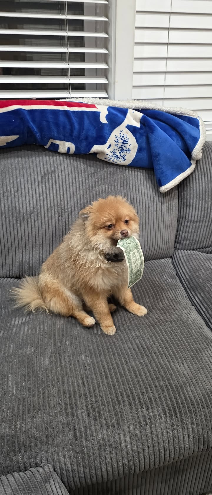 Anita’s Puppy Palace Mobile Pet Grooming And Boarding Kennels