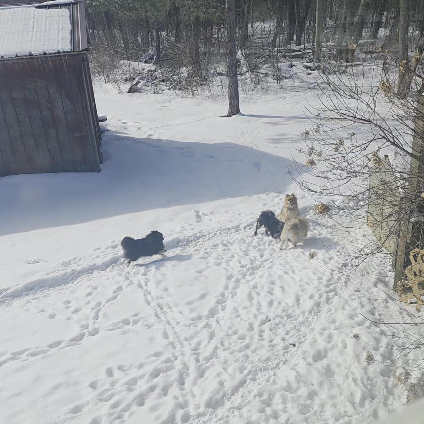 Anita’s Puppy Palace Mobile Pet Grooming And Boarding Kennels