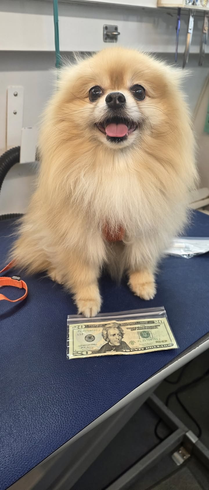 Anita’s Puppy Palace Mobile Pet Grooming And Boarding Kennels