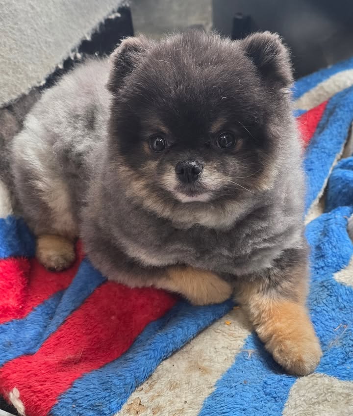 Anita’s Puppy Palace Mobile Pet Grooming And Boarding Kennels