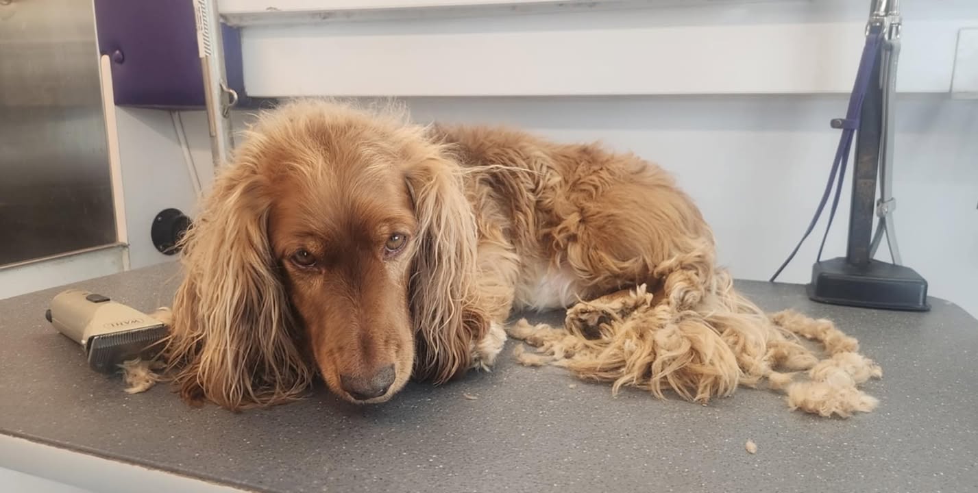 Anita’s Puppy Palace Mobile Pet Grooming And Boarding Kennels