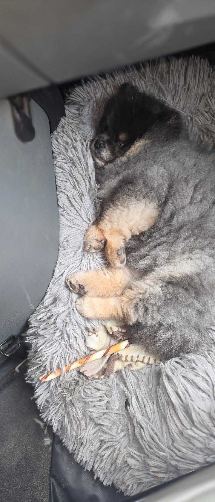 Anita’s Puppy Palace Mobile Pet Grooming And Boarding Kennels