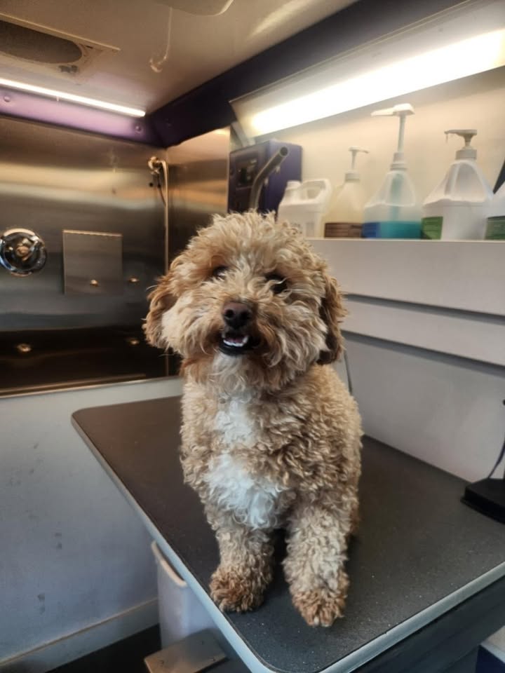 Anita’s Puppy Palace Mobile Pet Grooming And Boarding Kennels