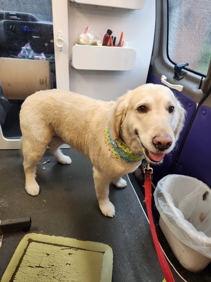 Anita’s Puppy Palace Mobile Pet Grooming And Boarding Kennels