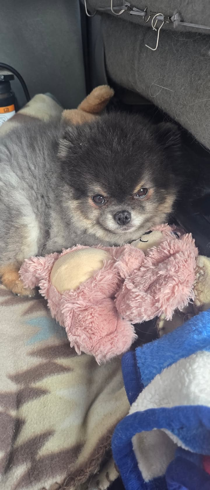 Anita’s Puppy Palace Mobile Pet Grooming And Boarding Kennels