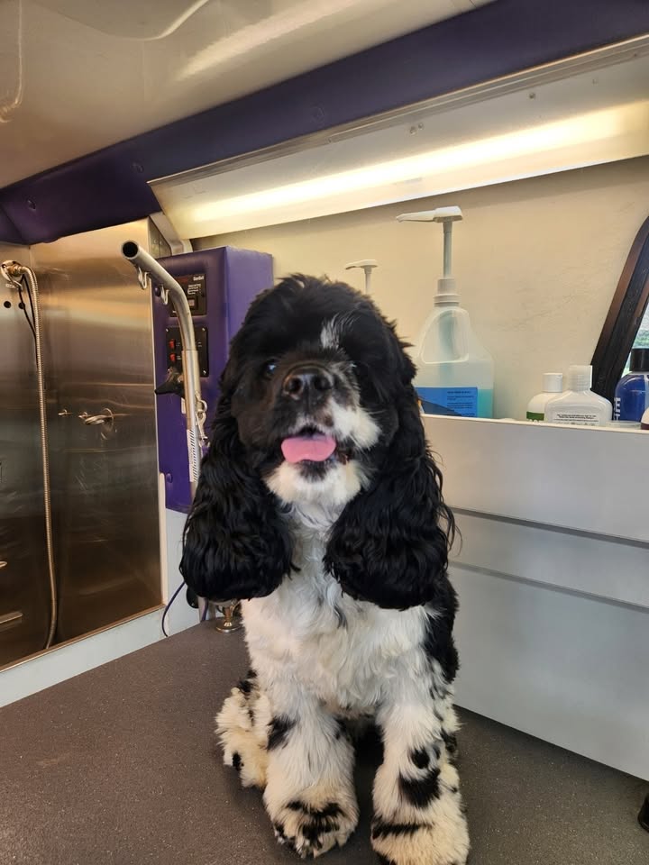 Anita’s Puppy Palace Mobile Pet Grooming And Boarding Kennels