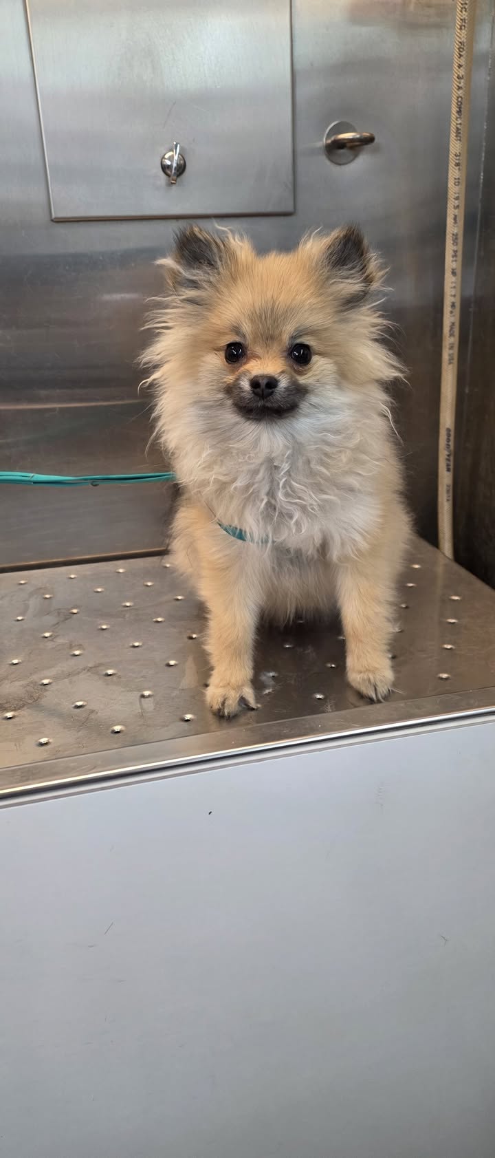 Anita’s Puppy Palace Mobile Pet Grooming And Boarding Kennels