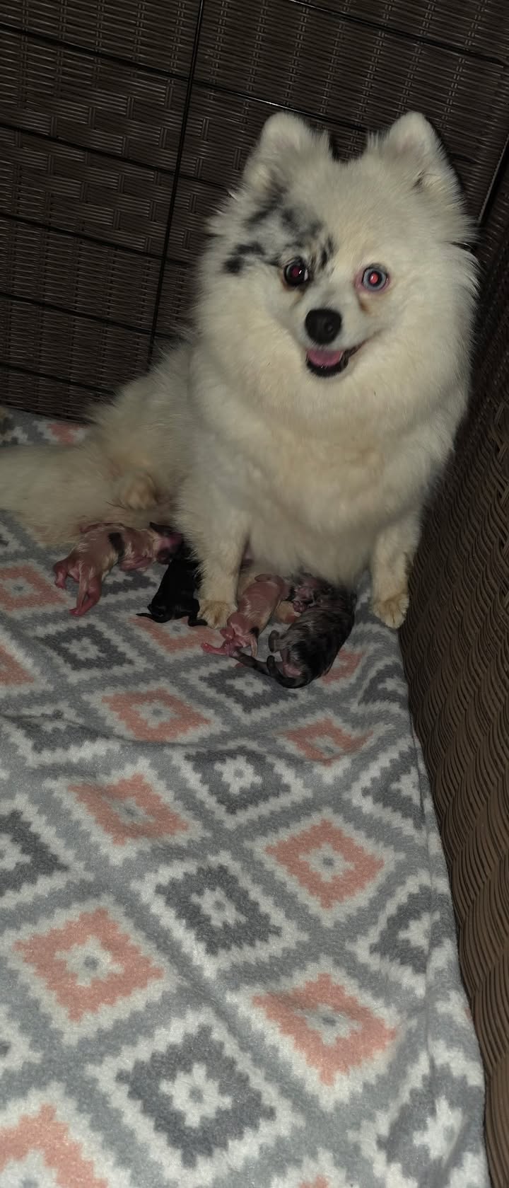 Anita’s Puppy Palace Mobile Pet Grooming And Boarding Kennels