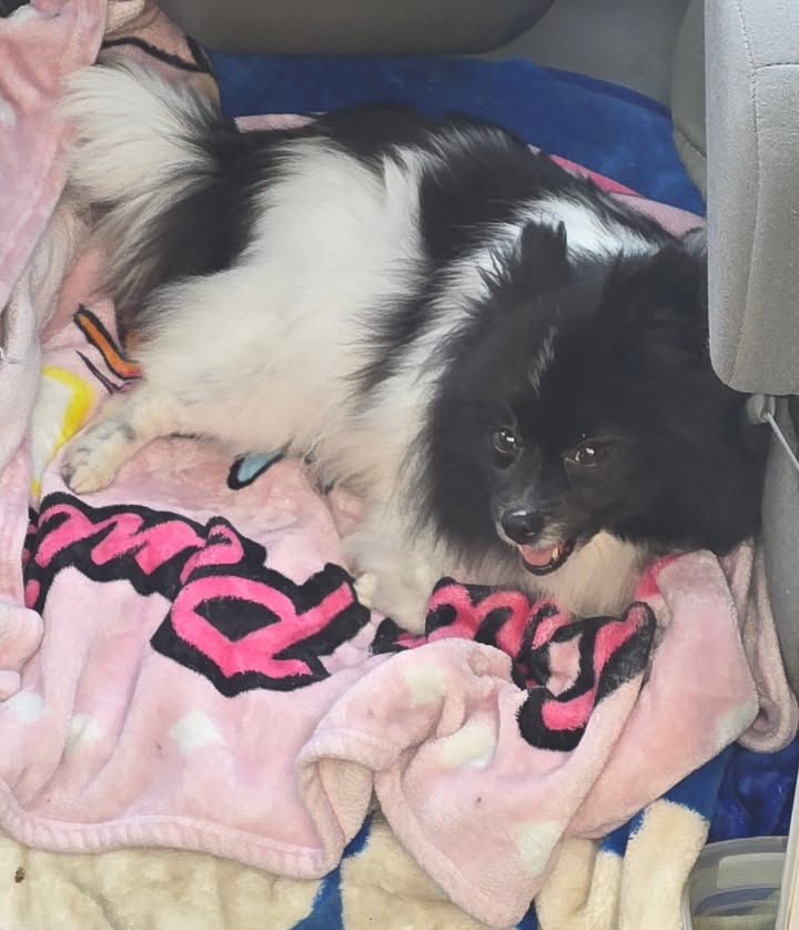 Anita’s Puppy Palace Mobile Pet Grooming And Boarding Kennels