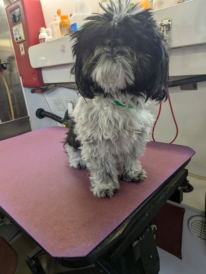 Anita’s Puppy Palace Mobile Pet Grooming And Boarding Kennels