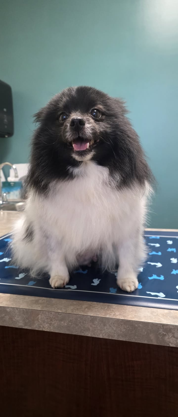 Anita’s Puppy Palace Mobile Pet Grooming And Boarding Kennels