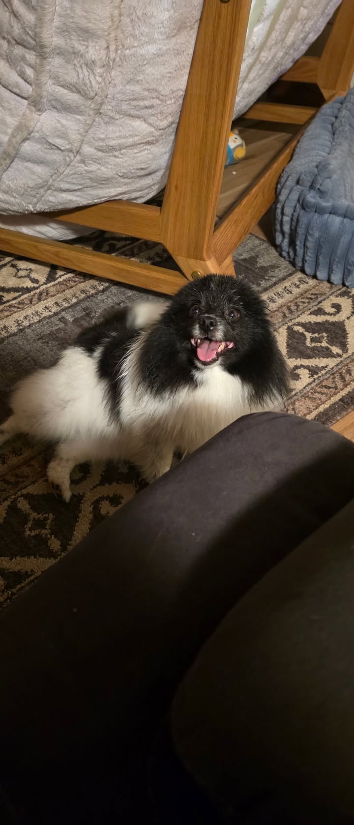 Anita’s Puppy Palace Mobile Pet Grooming And Boarding Kennels