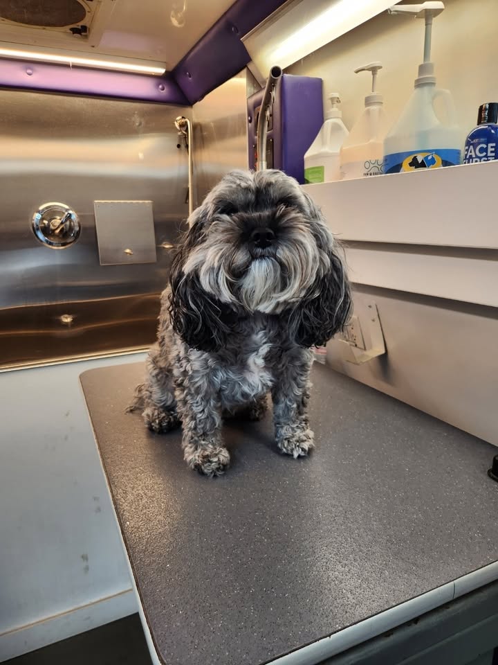 Anita’s Puppy Palace Mobile Pet Grooming And Boarding Kennels