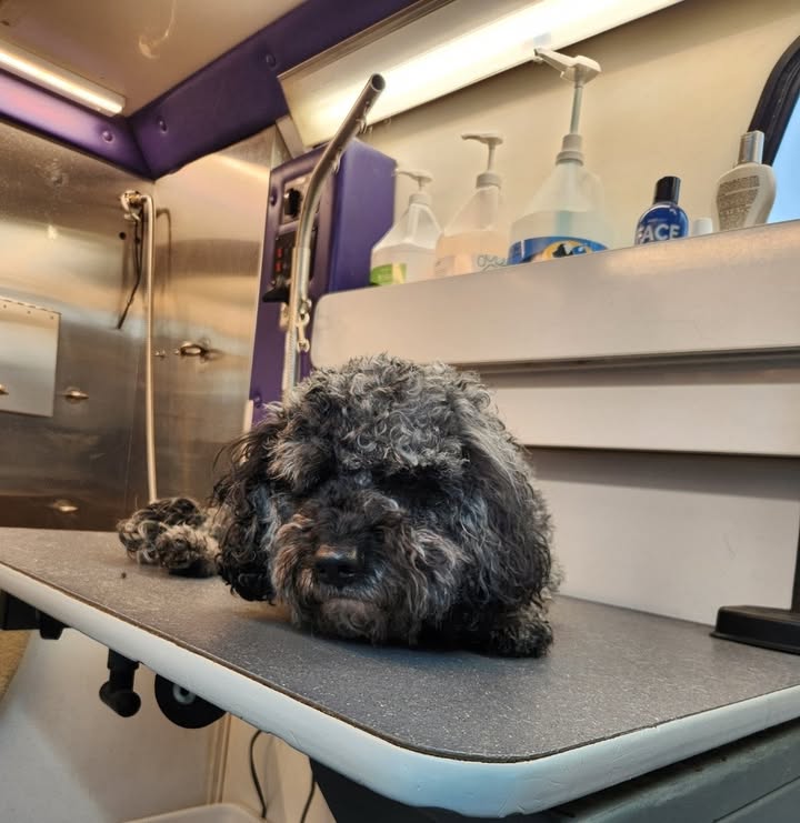 Anita’s Puppy Palace Mobile Pet Grooming And Boarding Kennels