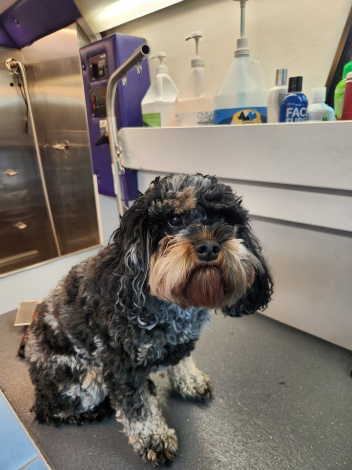 Anita’s Puppy Palace Mobile Pet Grooming And Boarding Kennels