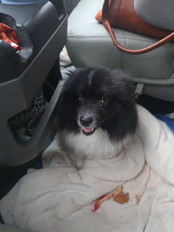 Anita’s Puppy Palace Mobile Pet Grooming And Boarding Kennels