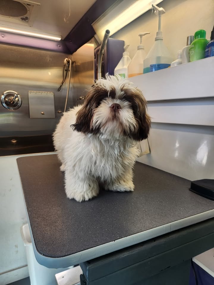 Anita’s Puppy Palace Mobile Pet Grooming And Boarding Kennels