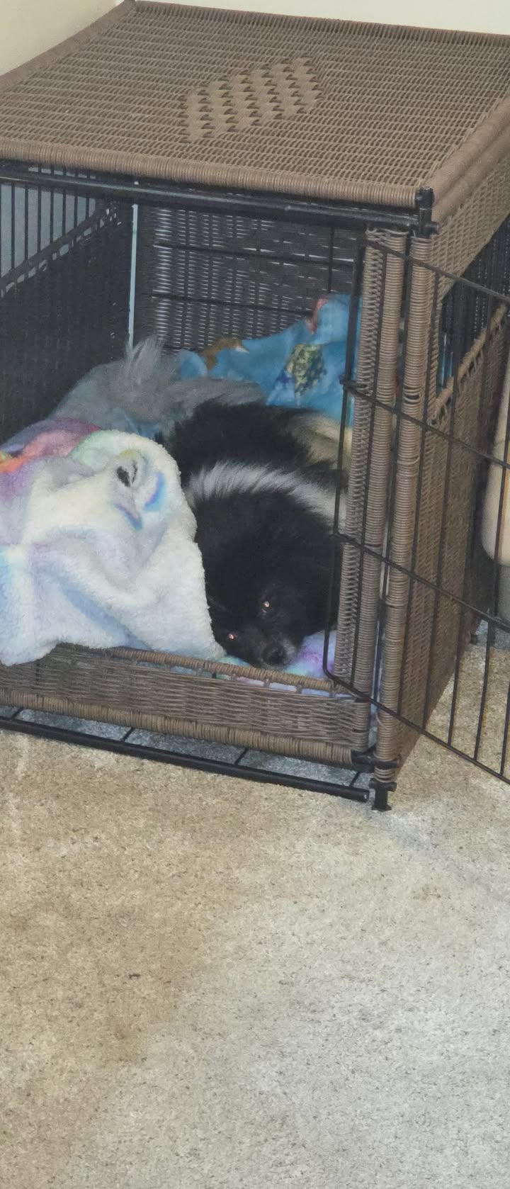 Anita’s Puppy Palace Mobile Pet Grooming And Boarding Kennels