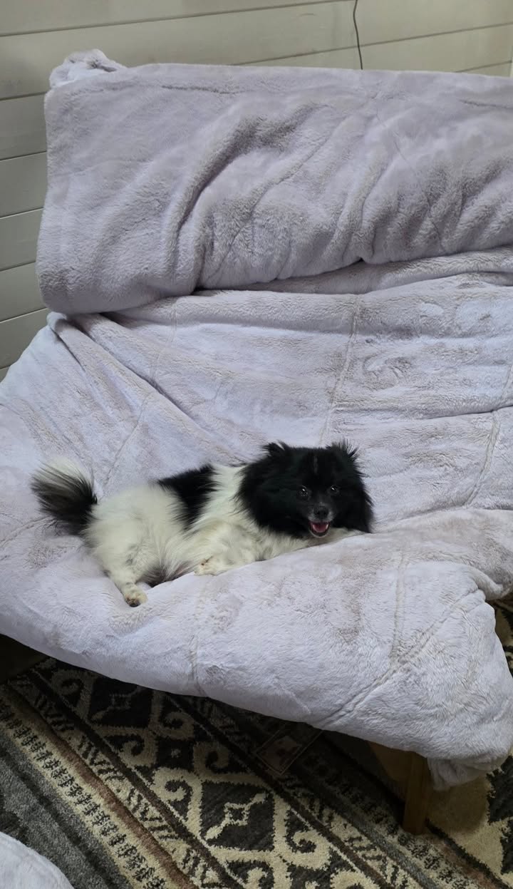 Anita’s Puppy Palace Mobile Pet Grooming And Boarding Kennels