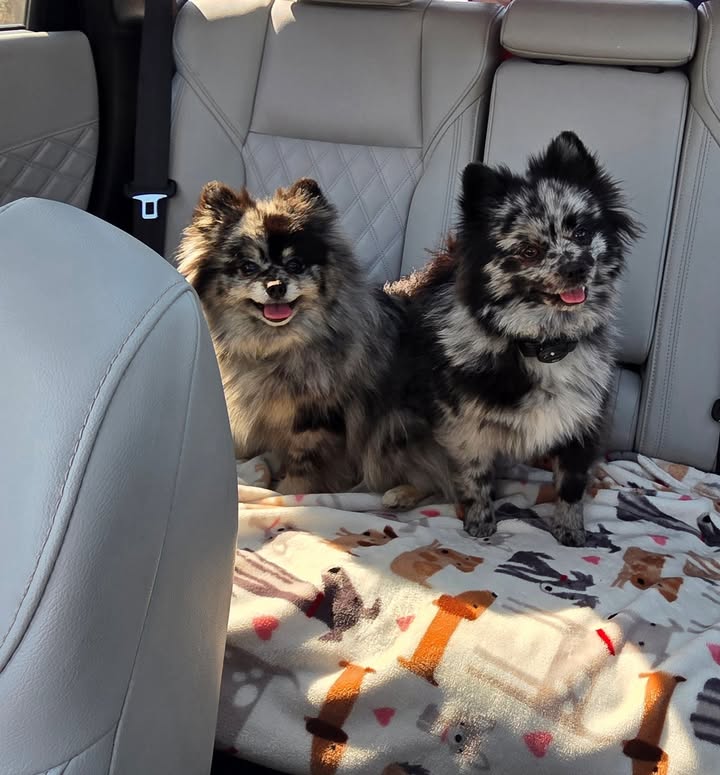 Anita’s Puppy Palace Mobile Pet Grooming And Boarding Kennels