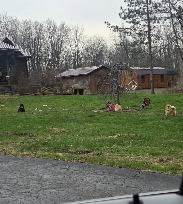 Anita’s Puppy Palace Mobile Pet Grooming And Boarding Kennels