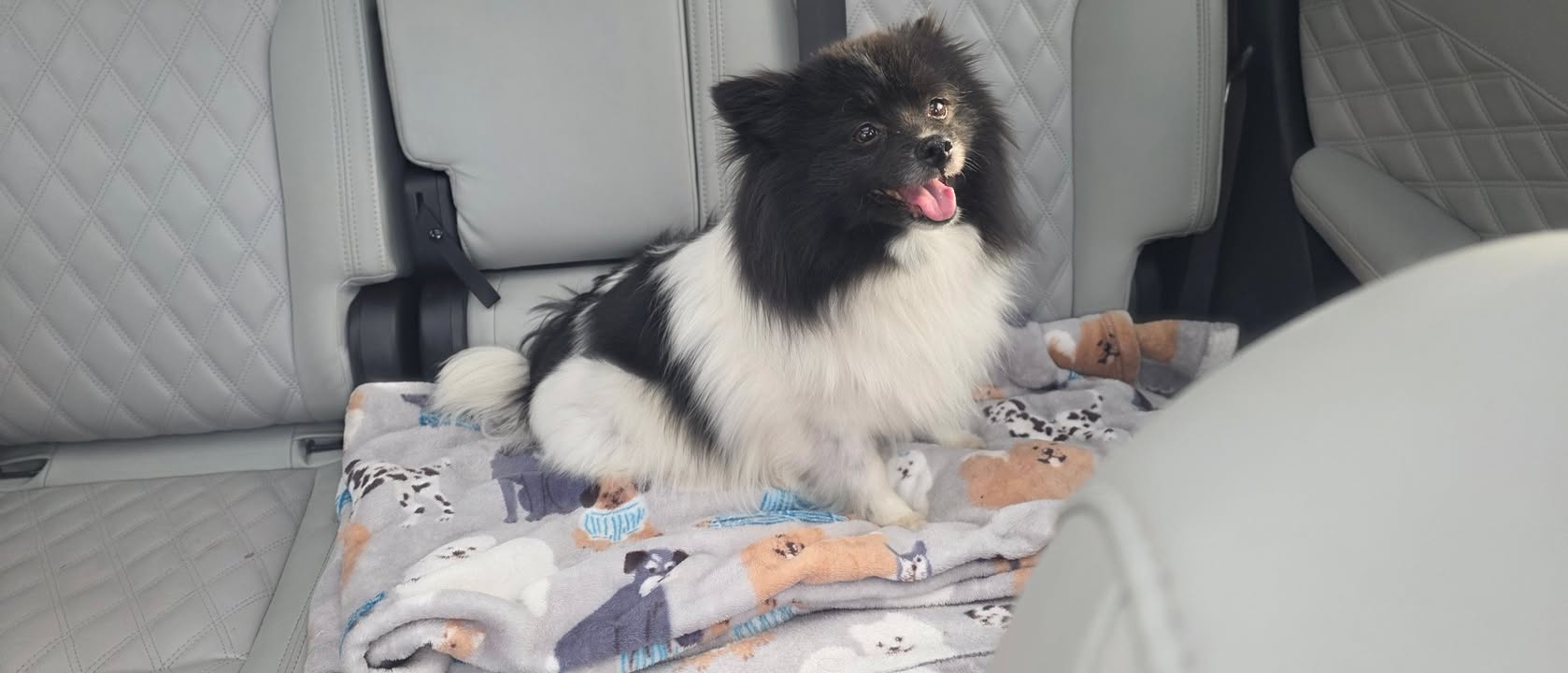 Anita’s Puppy Palace Mobile Pet Grooming And Boarding Kennels