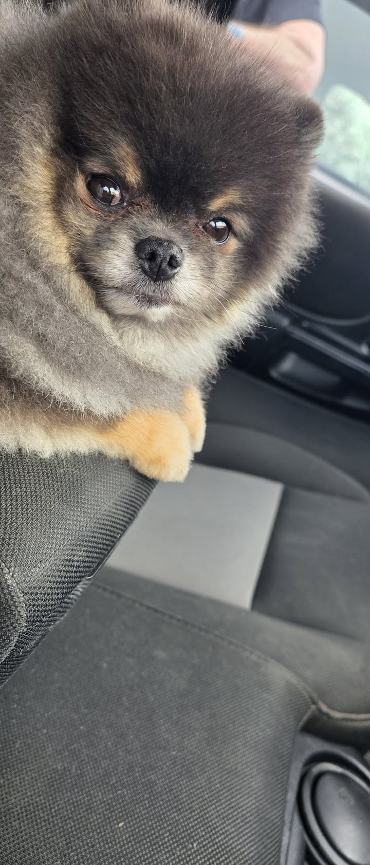 Anita’s Puppy Palace Mobile Pet Grooming And Boarding Kennels