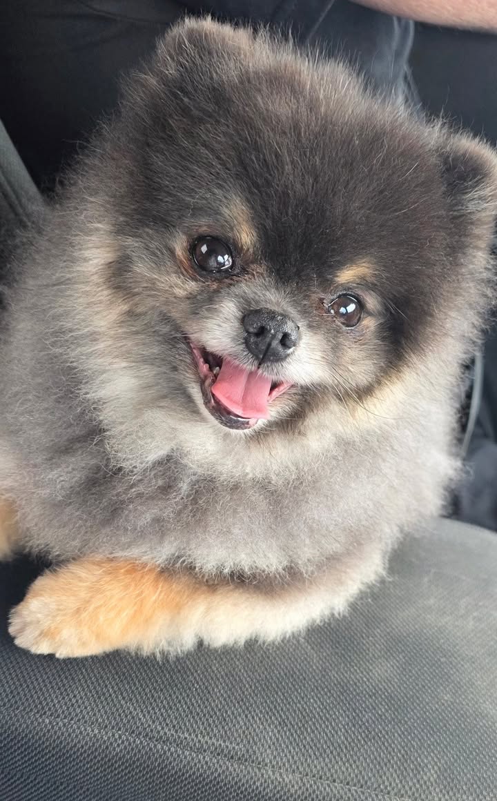 Anita’s Puppy Palace Mobile Pet Grooming And Boarding Kennels