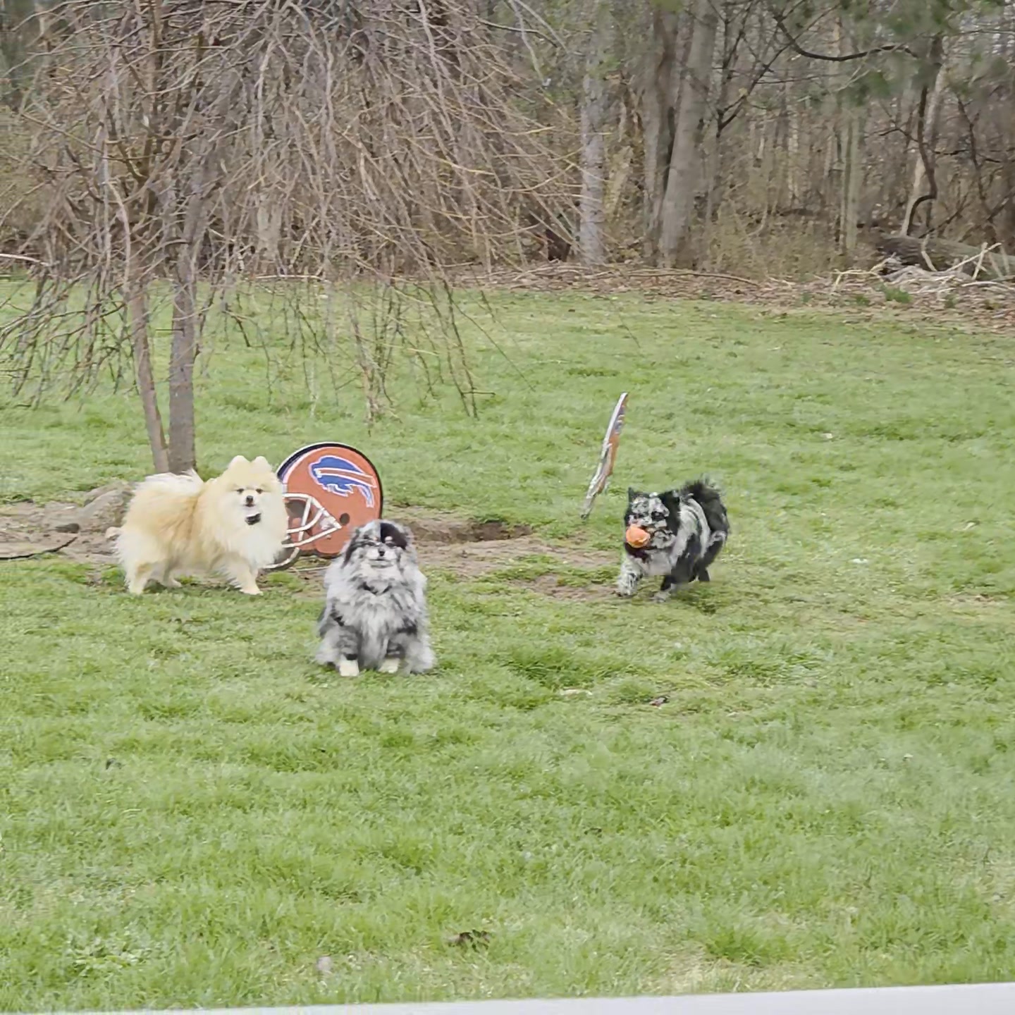 Anita’s Puppy Palace Mobile Pet Grooming And Boarding Kennels