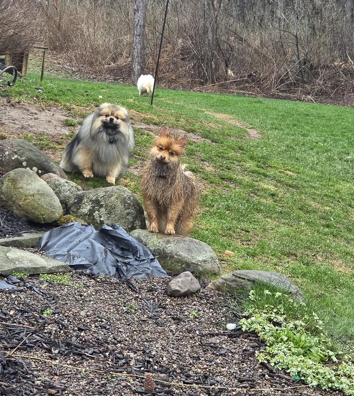 Anita’s Puppy Palace Mobile Pet Grooming And Boarding Kennels