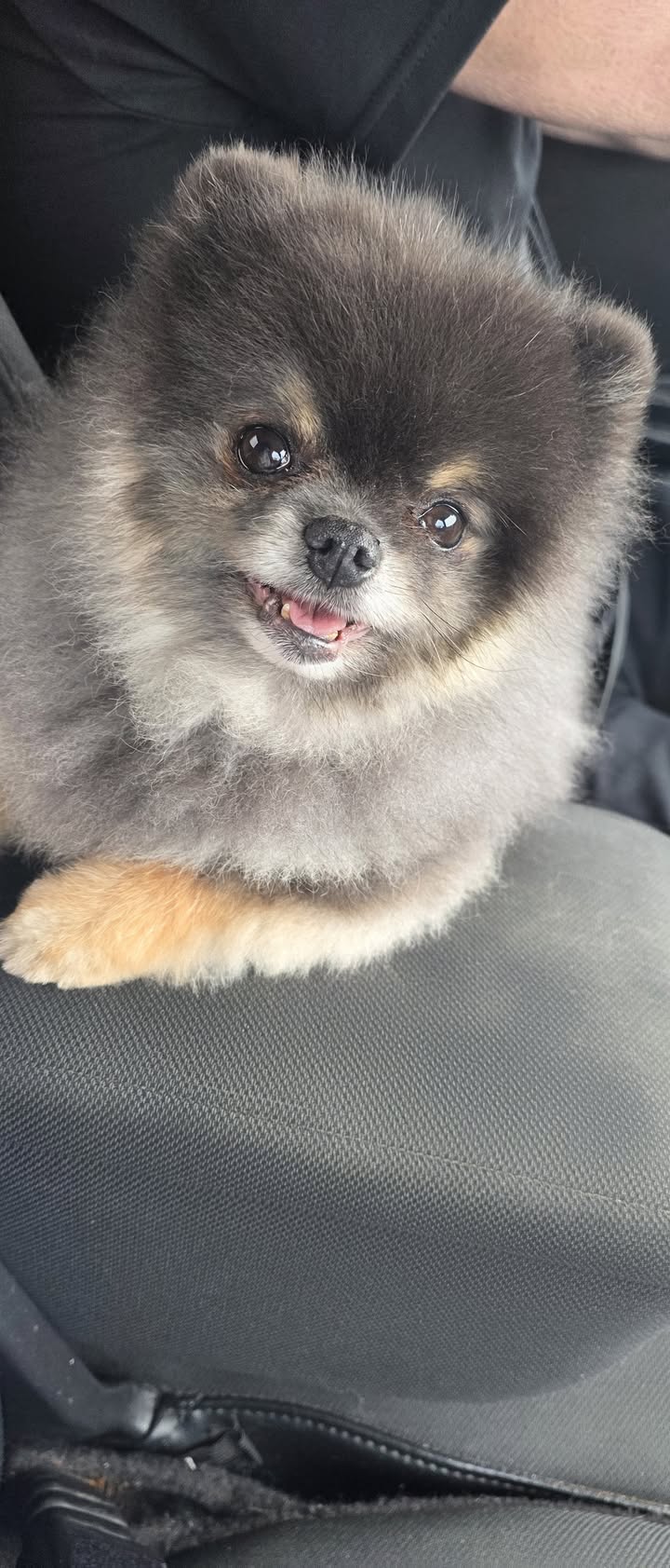 Anita’s Puppy Palace Mobile Pet Grooming And Boarding Kennels