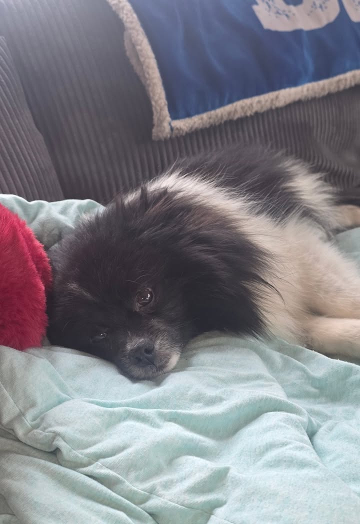 Anita’s Puppy Palace Mobile Pet Grooming And Boarding Kennels