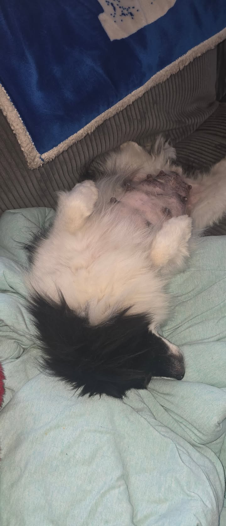 Anita’s Puppy Palace Mobile Pet Grooming And Boarding Kennels