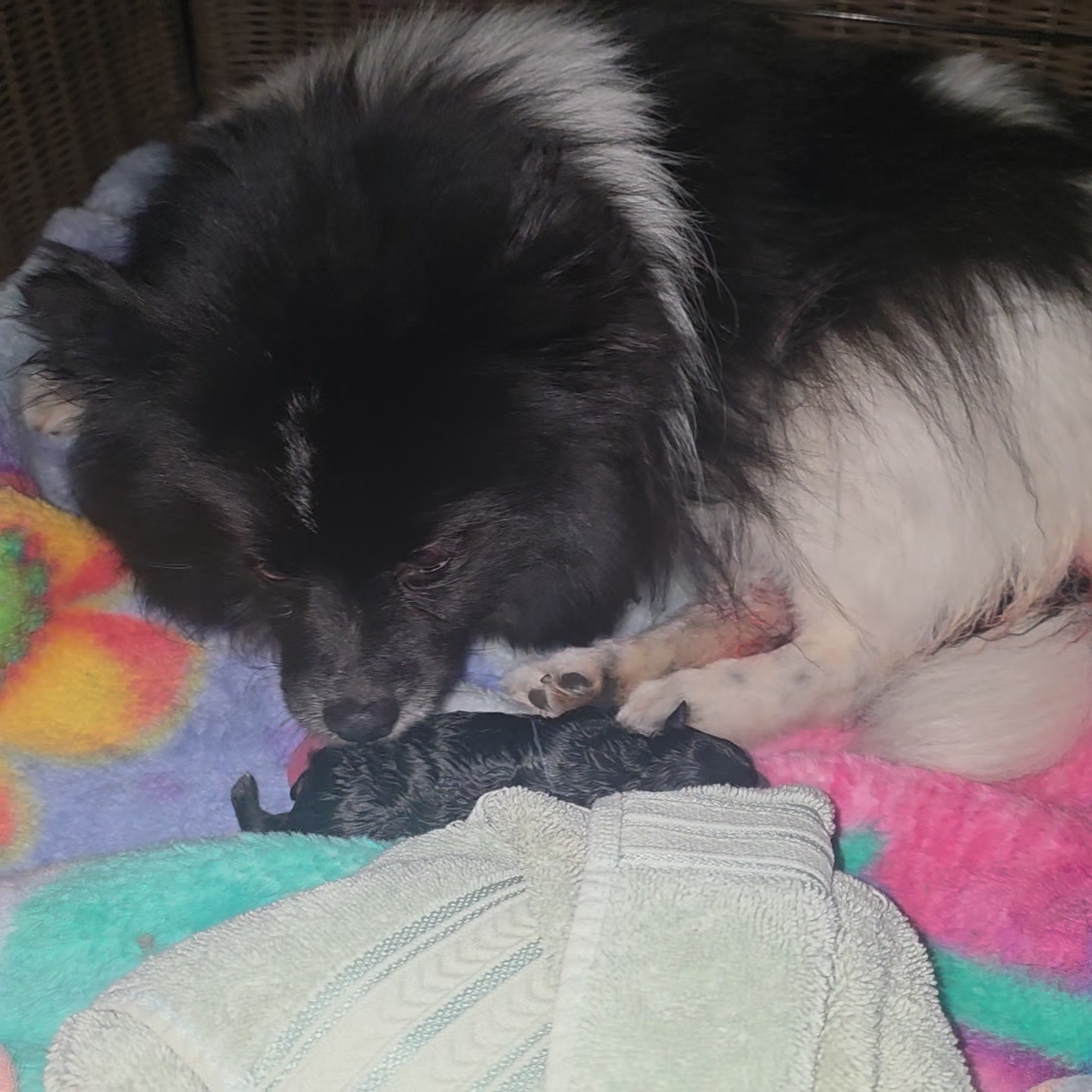 Anita’s Puppy Palace Mobile Pet Grooming And Boarding Kennels