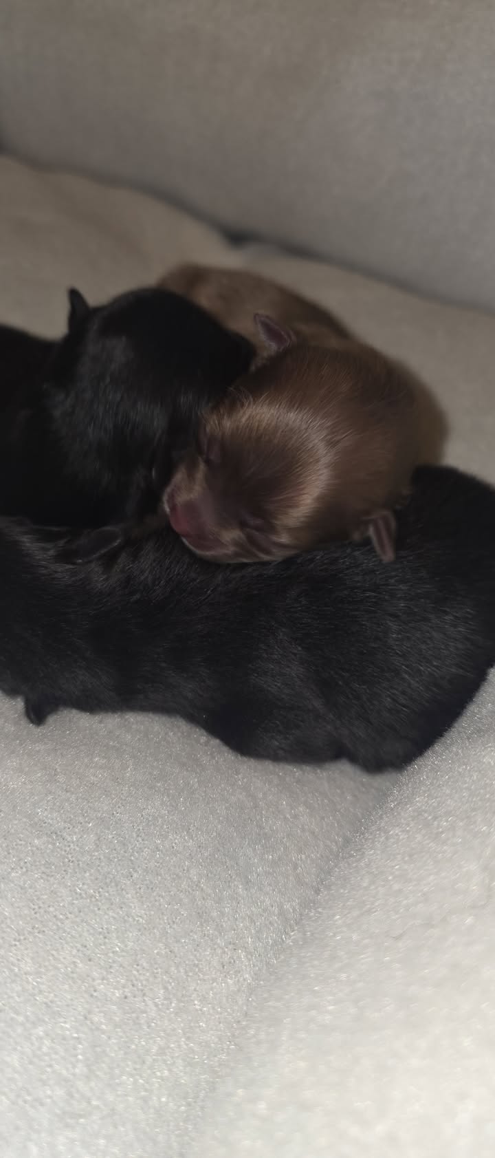 Anita’s Puppy Palace Mobile Pet Grooming And Boarding Kennels