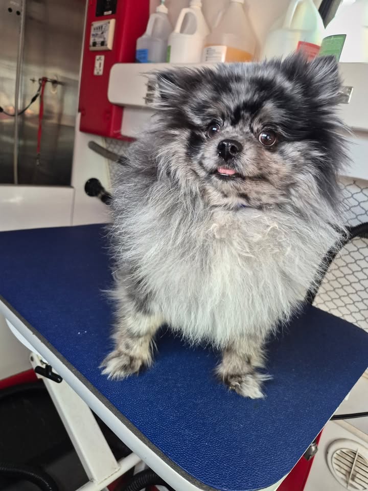 Anita’s Puppy Palace Mobile Pet Grooming And Boarding Kennels