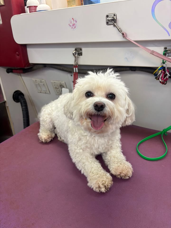 Anita’s Puppy Palace Mobile Pet Grooming And Boarding Kennels