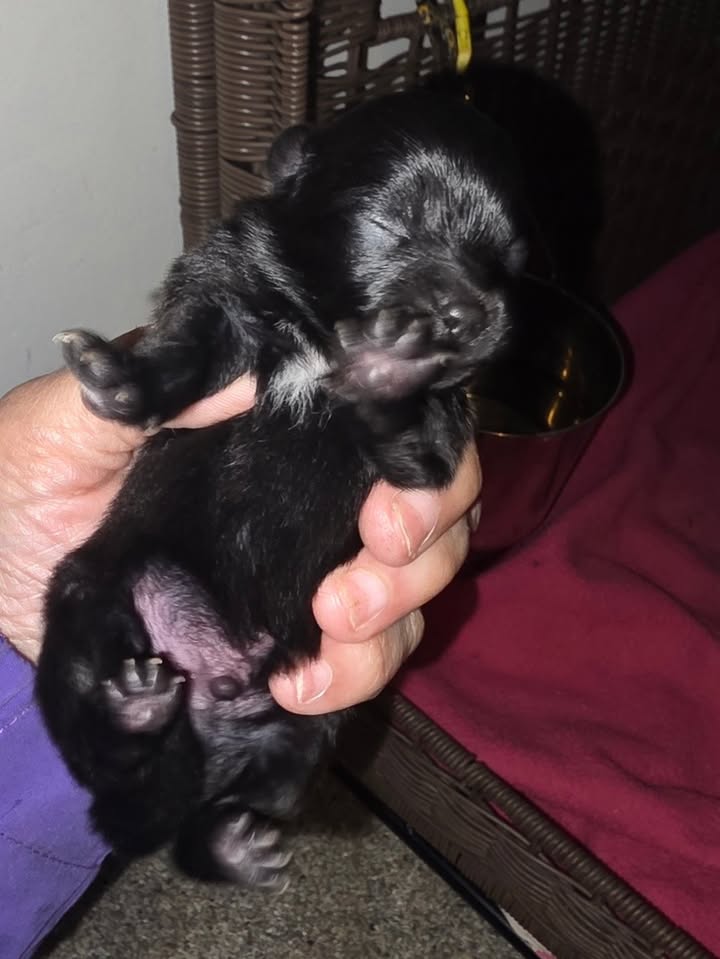 Anita’s Puppy Palace Mobile Pet Grooming And Boarding Kennels