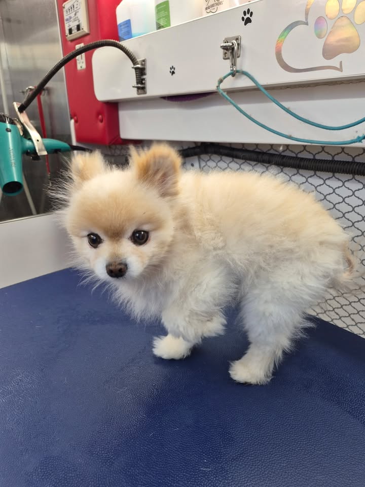 Anita’s Puppy Palace Mobile Pet Grooming And Boarding Kennels