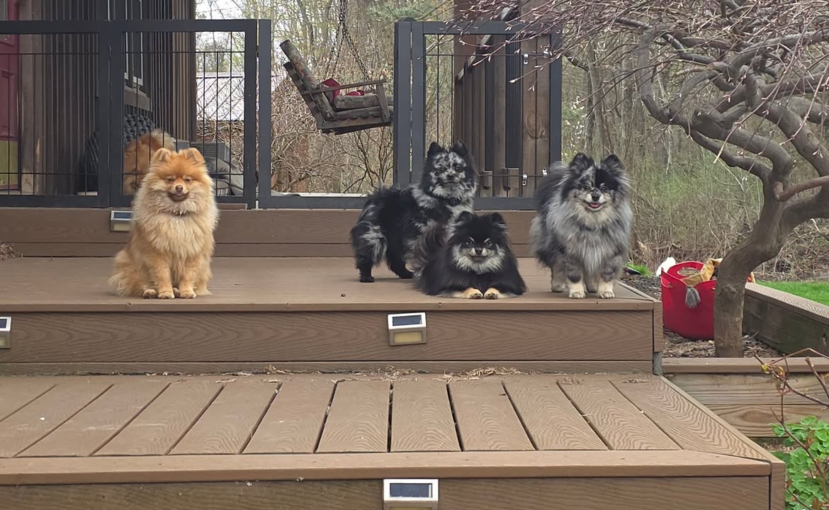 Anita’s Puppy Palace Mobile Pet Grooming And Boarding Kennels