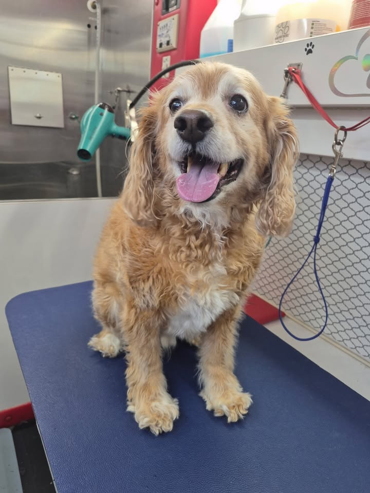 Anita’s Puppy Palace Mobile Pet Grooming And Boarding Kennels